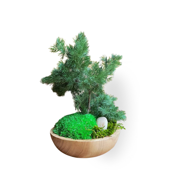 Bonsai   Ming Fern