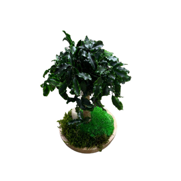 Bonsai  Pittosporum